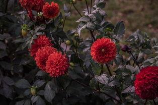 风云娱乐彩,揭秘彩市风云变幻，探寻娱乐彩种魅力所在