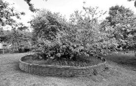 牛顿苹果树搞笑,一颗砸出科学笑果的神奇果实